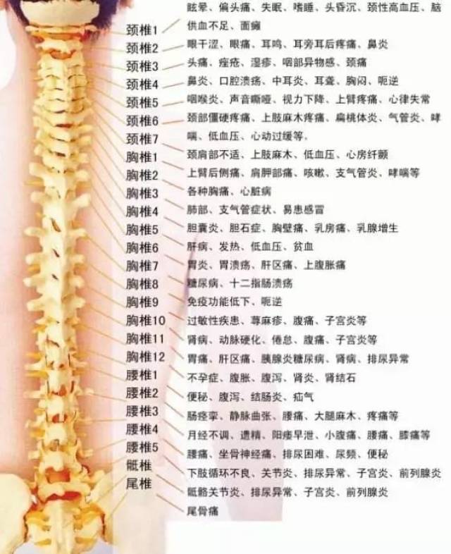 脊柱相关疾病 | 脊柱相关疾病学概念(三)