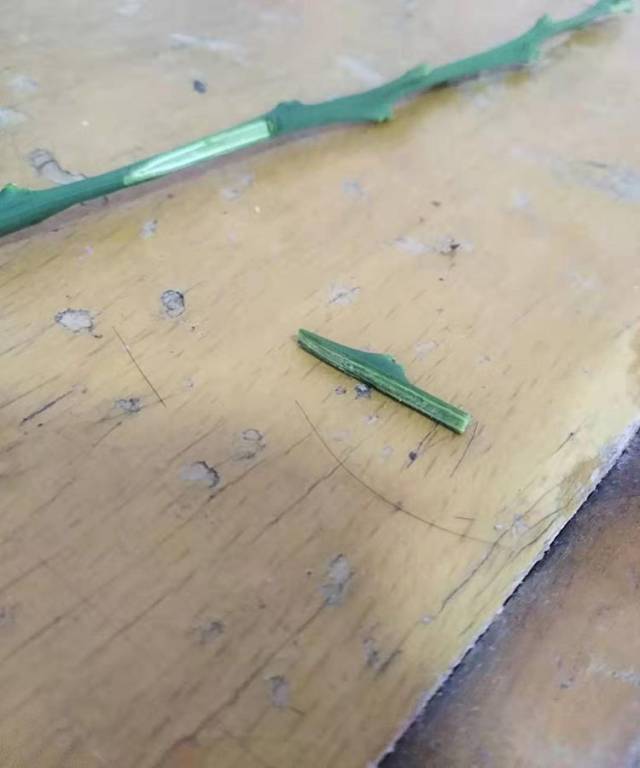 春天柑橘嫁接技术