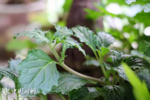 别名称为皱面草,皱面金花苦草,四方枝苦草,方骨苦草等,本品微唇形科