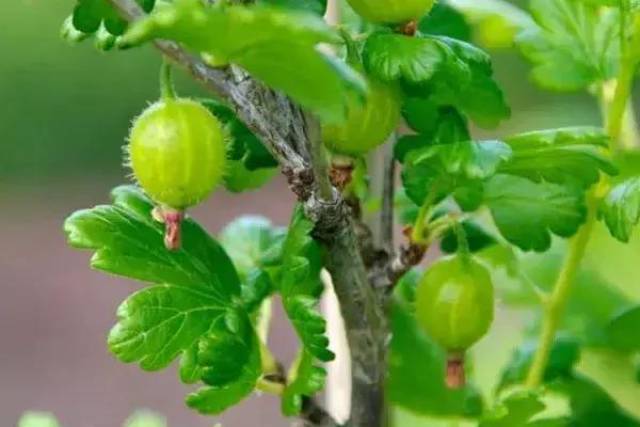 这果子,像葡萄却带刺,还总让人想起鹅?