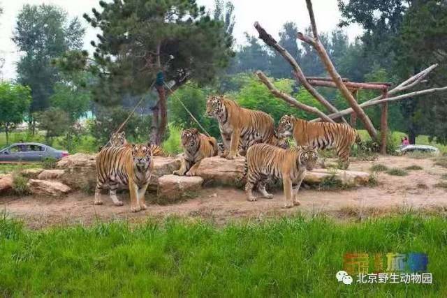 北京旅游网专访北京野生动物园总经理吴兆铮:立志打造