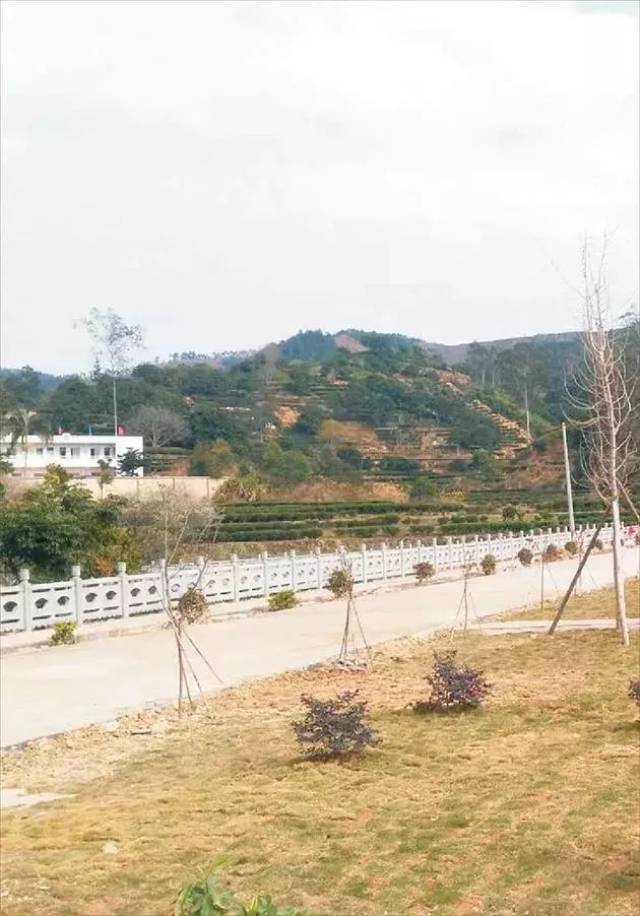 建饶镇饶中村:神树庇佑下的村落