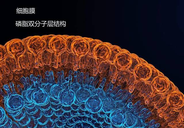松花粉——卵磷脂与人体健康