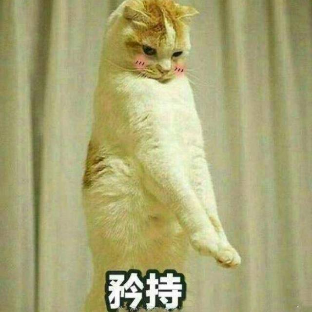 猫咪表情包:今晚那个吗