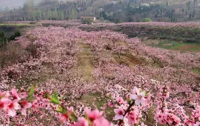 这些徐州周边免费赏花地,美翻了!走起!