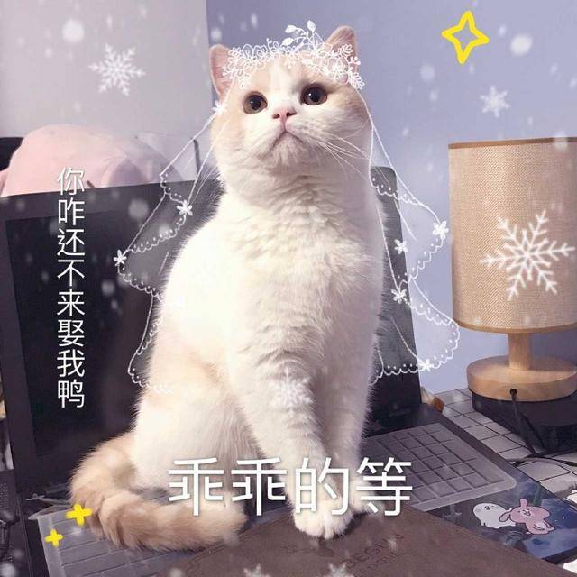 猫咪表情包:今晚那个吗