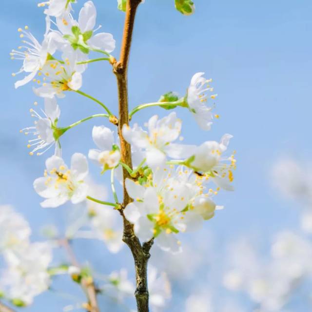 花在晨光里醒来,清香在风中摇曳, 农大的春天来得很慢,也很浪漫.