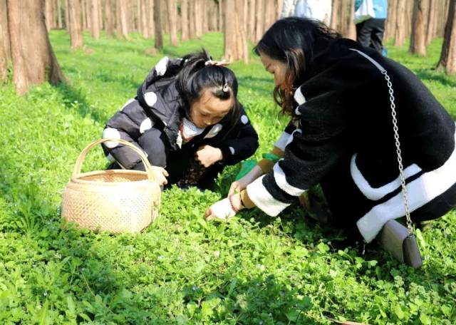 崇明养生野菜节"新鲜"来袭,还不快来挖!