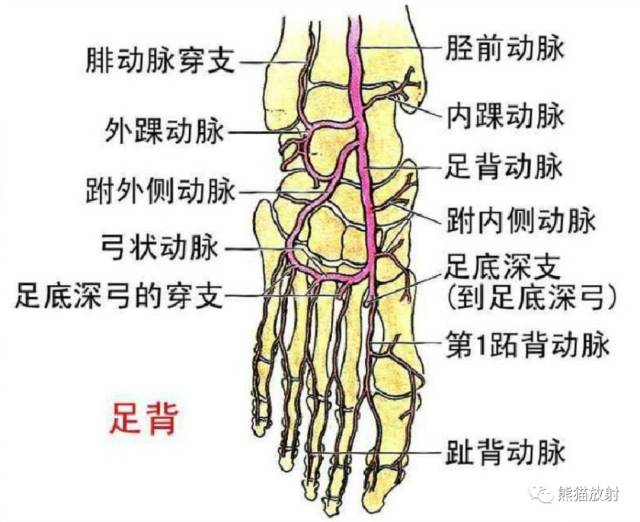想要学习下肢cta的看过来:最全下肢血管系统解剖 cta