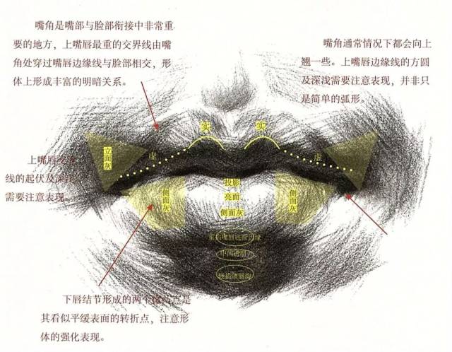 嘴,眼睛,鼻子,耳朵哪个最难画?素描头像五官解析学习一下