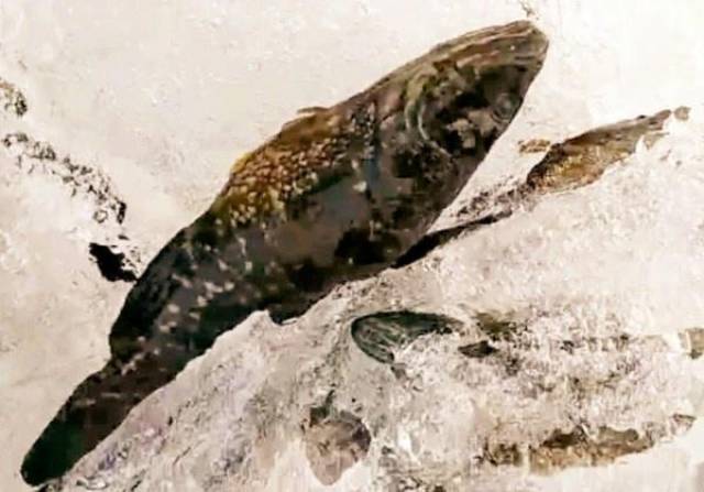 东北冻不死的"老头鱼"是一种什么鱼?怎么做最好吃?