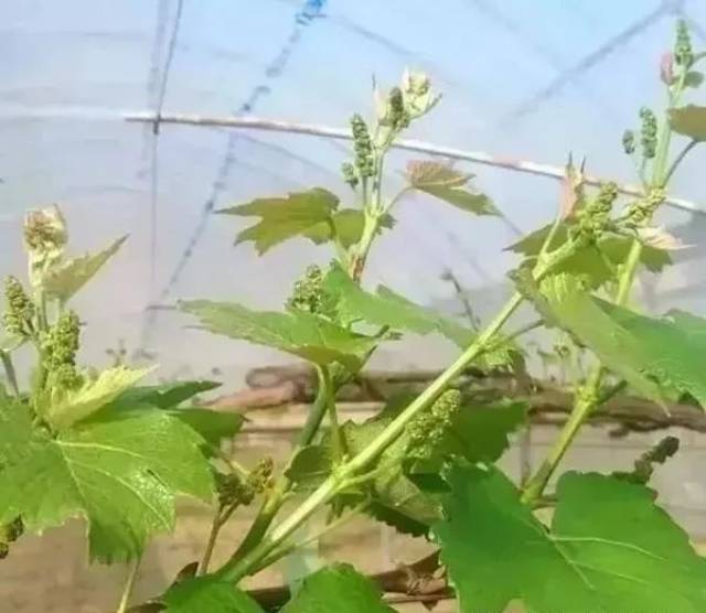 种好阳光玫瑰,看这一篇文章就够了!
