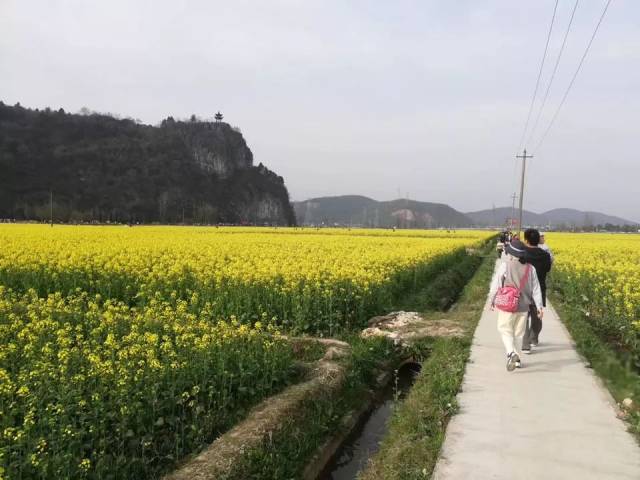 阳春三月,狮子山油菜花刷爆你的朋友圈!