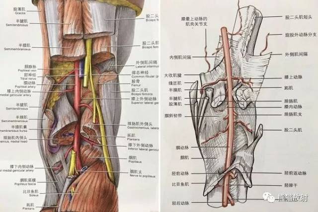 想要学习下肢cta的看过来:最全下肢血管系统解剖 cta