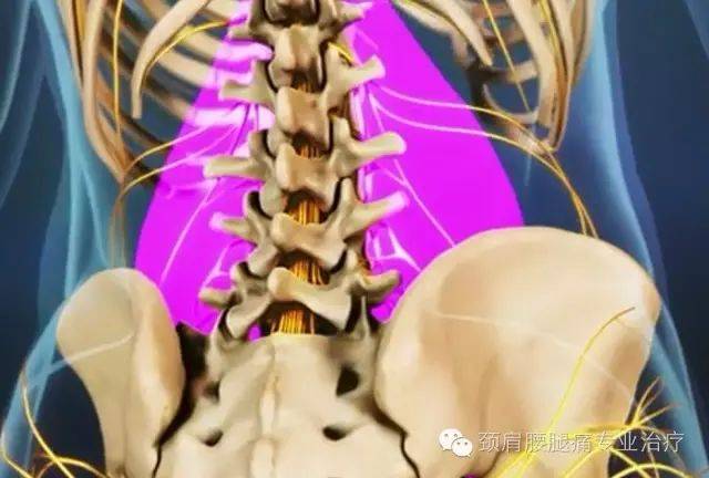 中英文字幕:腰椎解剖(lumbar spine anatomy)