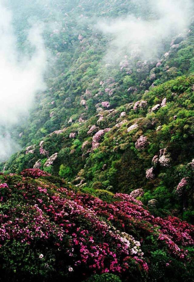 三月和四月,正是赏花季节:推荐贵州6个绝佳的杜鹃花观赏地