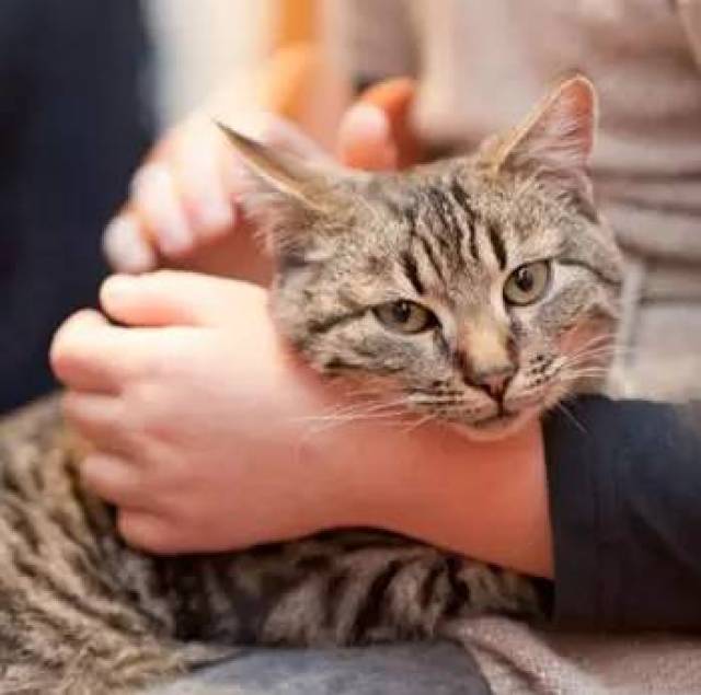 猫胰腺炎,国外兽医这样诊断和治疗