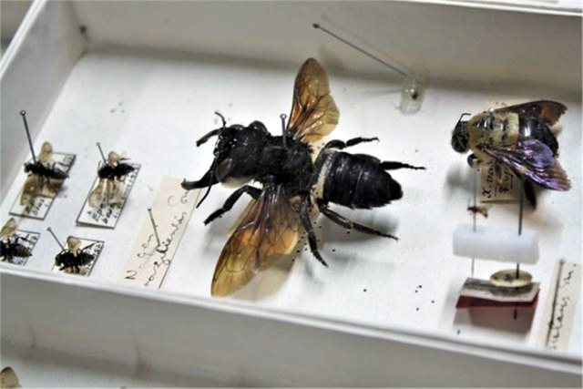 世界上最大的蜜蜂:有大拇指粗比普通蜜蜂大4倍,翼展可达6厘米