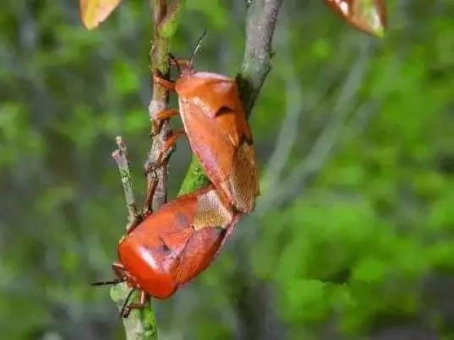 荔枝树龙眼树上的"荔枝蝽" (就是我们经常说的"臭屁虫""岗贝""金贝")