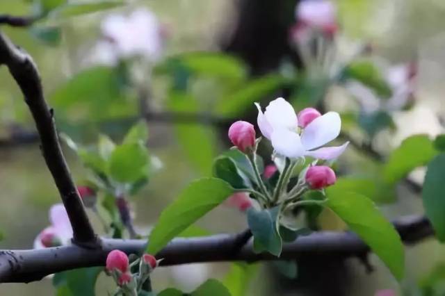 苹果树花序分离期,喷药,补养要同步!第二次清园重要性高于第一次!