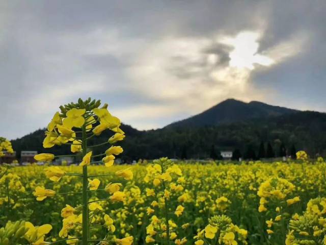 春季赏油菜花, 泾县桃花潭,査济,狮子山下,黄田, 都是非常好的选择