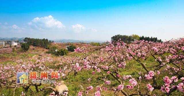 简阳东来桃源景区桃花盛开醉游人