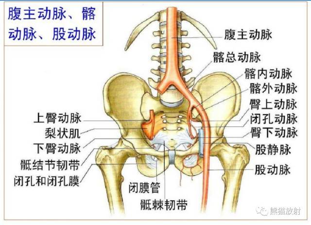 想要学习下肢cta的看过来:最全下肢血管系统解剖 cta