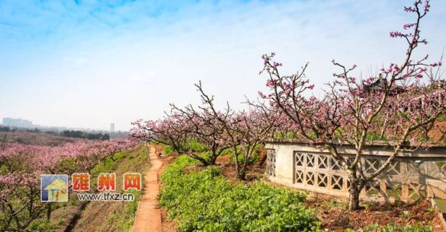 简阳东来桃源景区桃花盛开醉游人