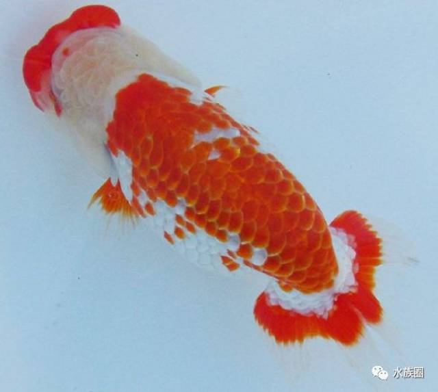 水族圈带你认识日本金鱼,中国金鱼如何传到世界?