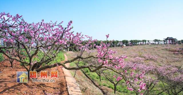 简阳东来桃源景区桃花盛开醉游人