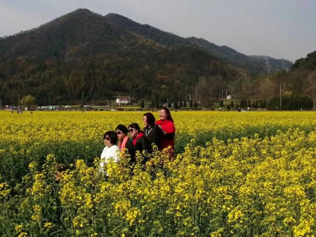 阳春三月,狮子山油菜花刷爆你的朋友圈!