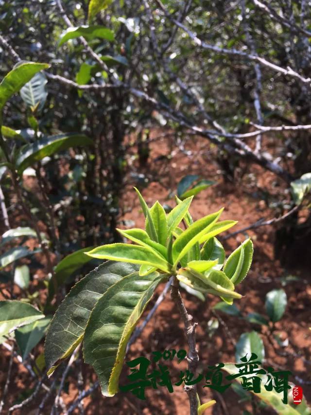 也有规模化的台地茶园,由于今年冬天气温低,茶树还没有大规模发芽