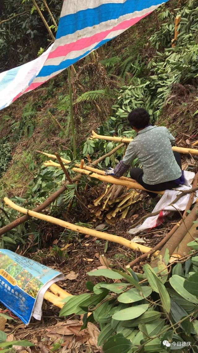 小孩老人带着几十年的工具齐出动,一担担桂皮从山上挑回家