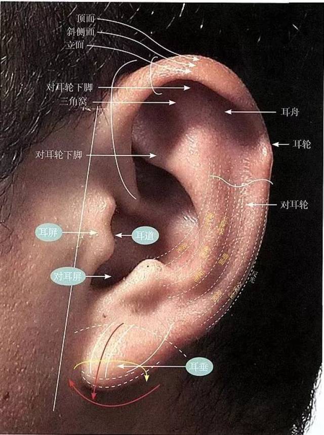 耳朵的外轮廓形-定要画出厚实感,并且其外部形态呈现方中有圆,圆中有