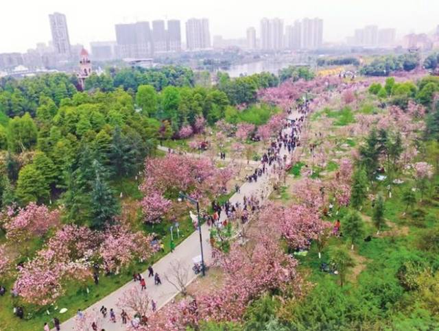 青白江每年都会举办樱花节,主会场就在凤凰湖生态湿地公园