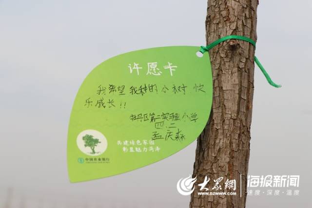 小学生王远硕将心愿卡挂在他种好的树苗上