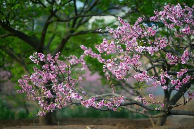 姚渡镇龙门桃花沟