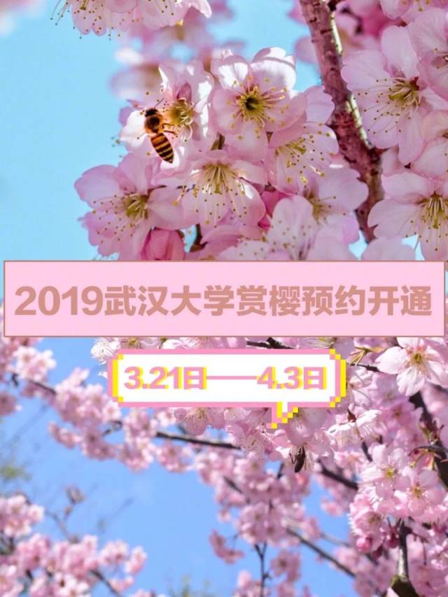 即日起,武大樱花开始预约!还有300000张a级景区门票免费送!
