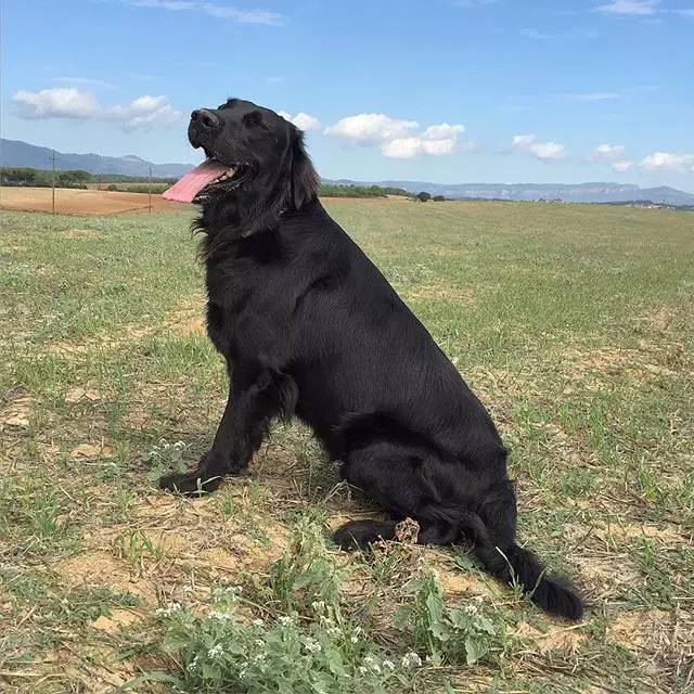 不,这是一直被认错的平毛寻回犬!