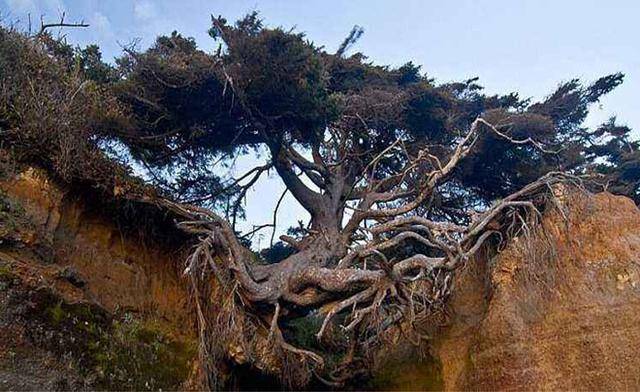 全球生命力最顽强的树,几百年无需土壤,至今仍茁壮成长
