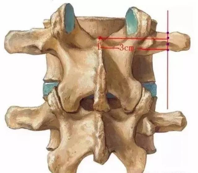 腰椎横突体表定位的解剖学研究