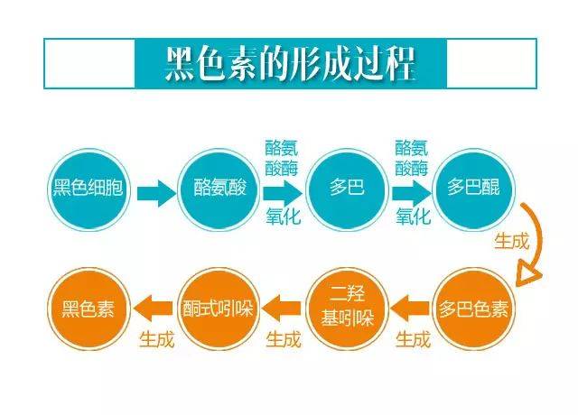 【中医·科普】酪氨酸酶与白癜风之间的那点事