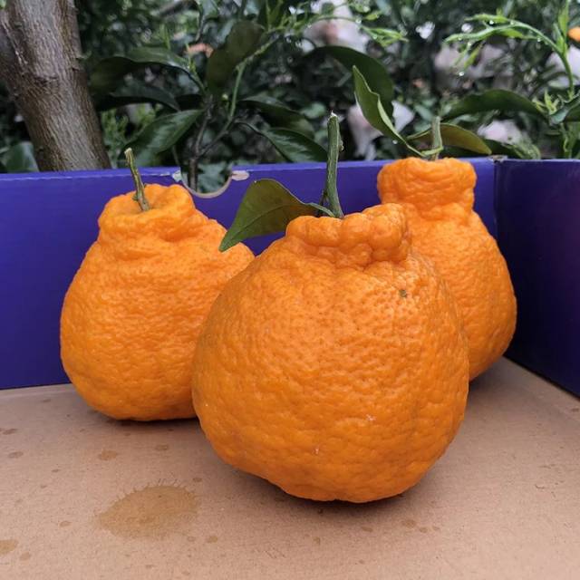 我很丑可是我很温柔|不知火丑橘的功效和作用