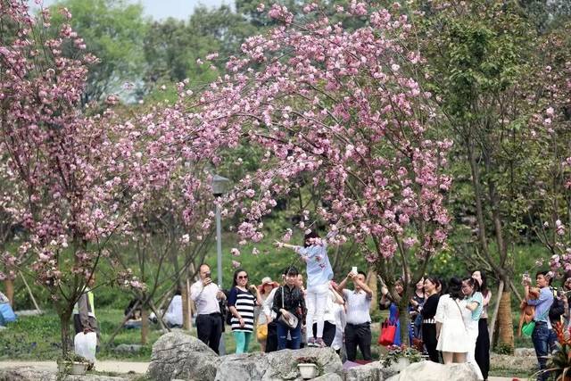 青白江赏花季 | 不负春光无限好,在凤凰湖邂逅绝美樱花海