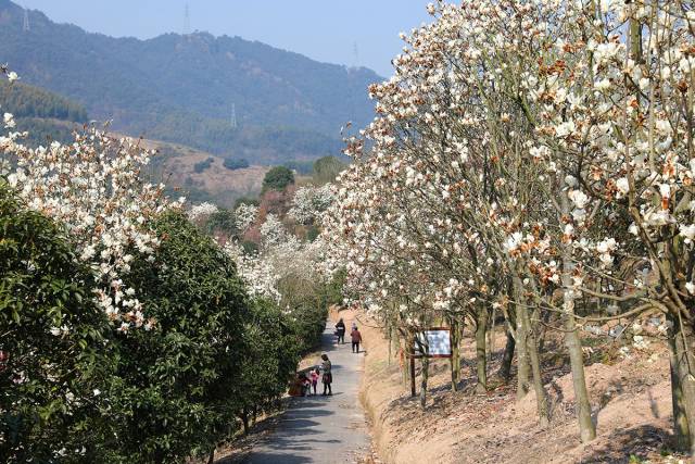 宁波规模最大的玉兰花欣赏基地,新晋网红地,去过吗