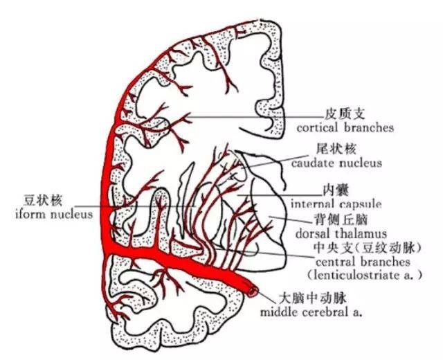 大脑中动脉分段与分支