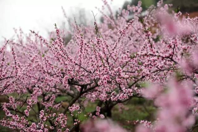 青白江赏花季 | 尽享桃花笑春风 在姚渡镇遇见诗意春天