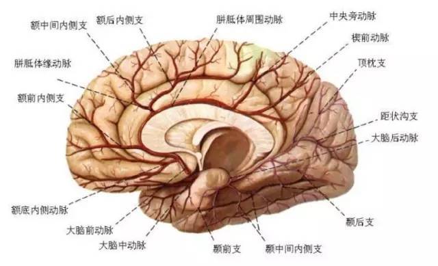 以下是颈内动脉,大脑前动脉和大脑中动脉的正,侧血管造影.