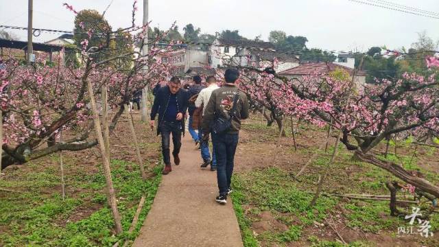 内江千亩桃花盛开!央视报道吹响赏花集结号