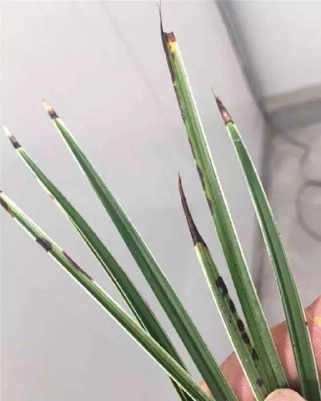兰花遇到焦尖叶片,直接修剪却再次复发,那就学点"加工图片